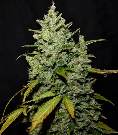 Diesel Auto Seeds