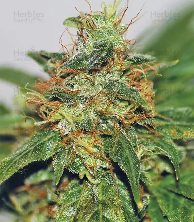Graines de cannabis Durban regular (Sensi Seeds)