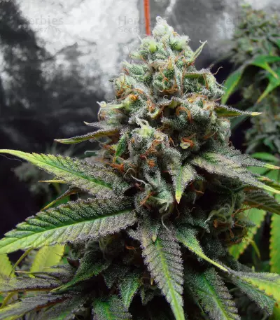 Golden Berry (DNA Genetics)