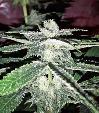Semi femminizzati di Gorilla × White Widow