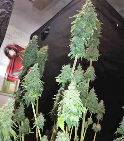 Semi femminizzati di Gorilla × White Widow