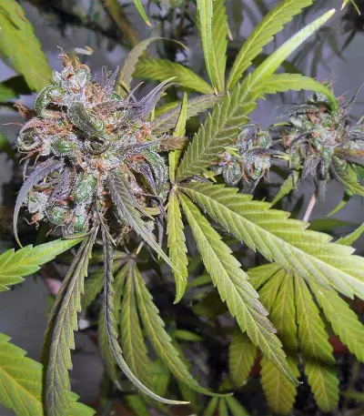 Haze x Kali China (Ace Seeds)