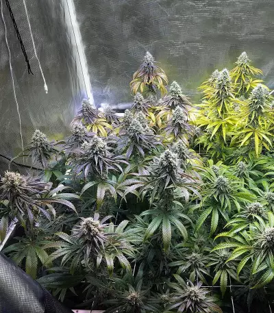 Josh D OG Seeds