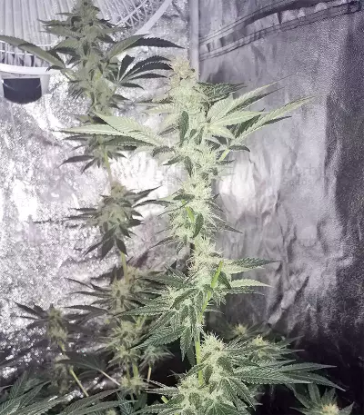 King Kong Seeds
