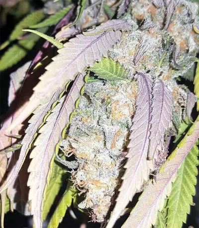 Kripple Roulette (Dr. Krippling Seeds)