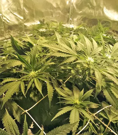 Kripple Roulette (Dr. Krippling Seeds)