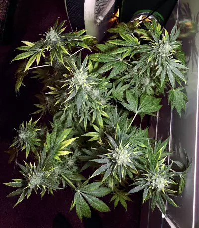 Kritikal Bilbo x AK47 Seeds