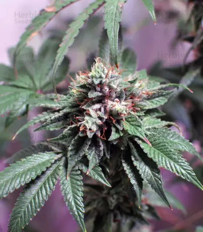 Graines de cannabis LA Confidential (DNA Genetics)