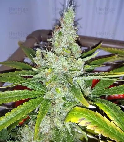 Lemon Trip feminized seeds