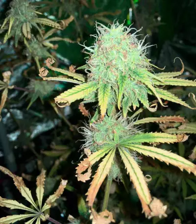 Mix Pack Seeds