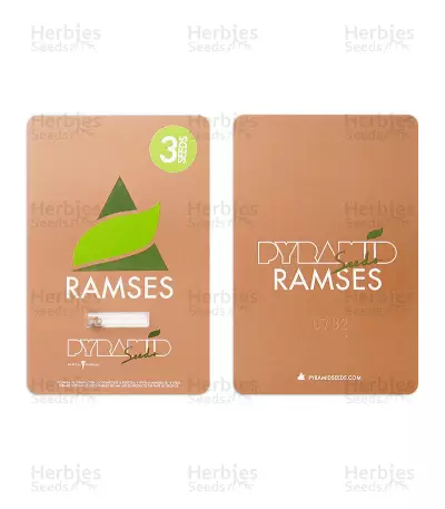 Ramses (Pyramid Seeds)
