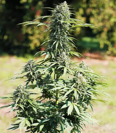 Royal Cookies Automatic feminized seeds