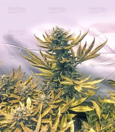 Skunk #1 feminized seeds (Flying Dutchmen)