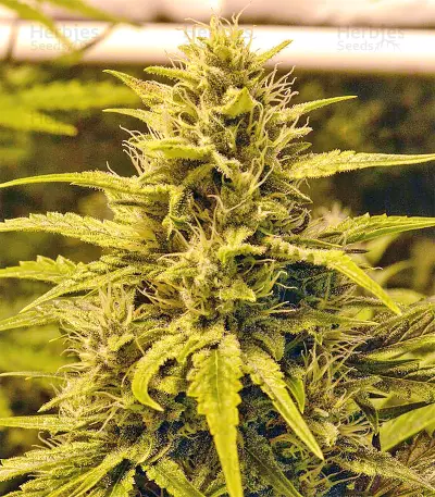 Sour Hound F2 Auto Seeds