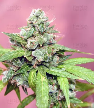 Supercheese Seeds
