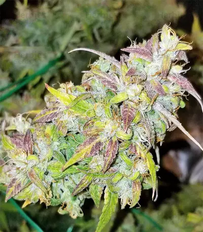 The White Train Auto Seeds