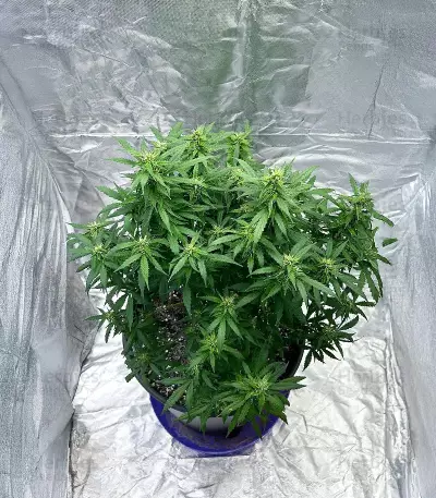 Semi Femminizzati Also Know 47 Autoflower (Seedkeepers)