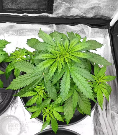 Apricot Auto strain