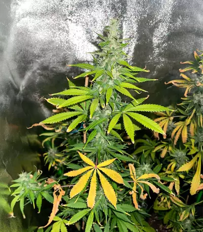 Auto CBD Kush 1:1 (Herbies Seeds)