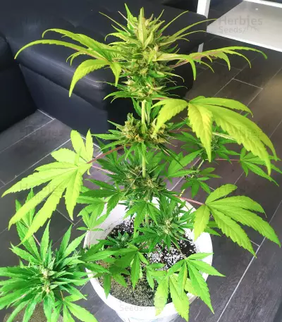Auto Purple Diesel strain