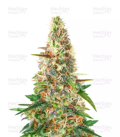 Beginner Auto Mix (Herbies Seeds)
