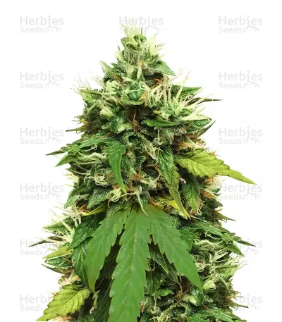 Graines de cannabis Big Bud Autoflower (Seedstockers)