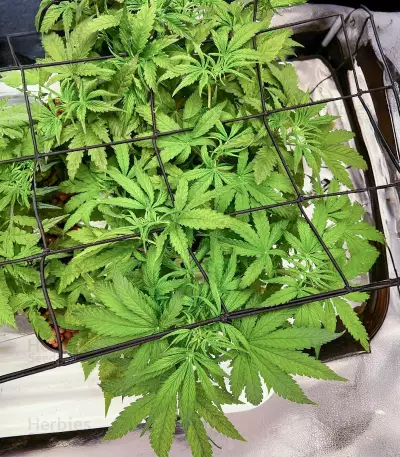 Bruce Banner Autoflower เมล็ดพันธุ์สตรี (Seedkeepers)