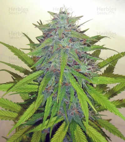 Candy Kush Auto feminized seeds