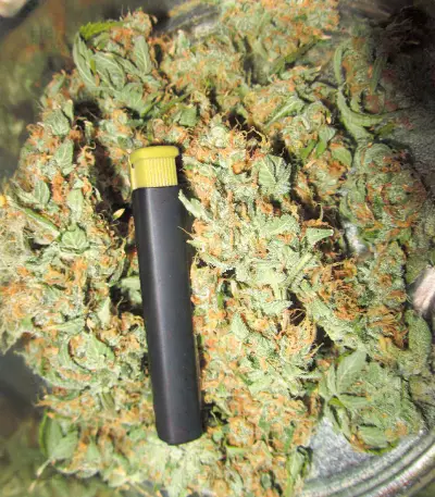 Delicious Cookies Feminized Seeds (Delicious Seeds)