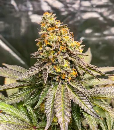 Girl Scout Cookies Fast Version feminisierte Samen (EGS)