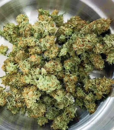 Glue Sherbert Seeds (AlphaFem Seeds)