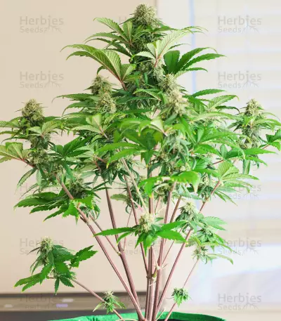 Graines féminisées de Godzilla Original Glue GG#4 (Herbies Seeds)