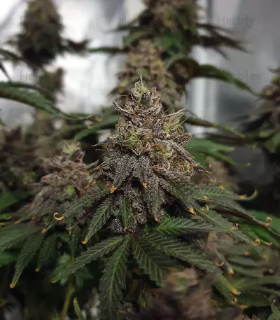 Gorilla Breath Seeds