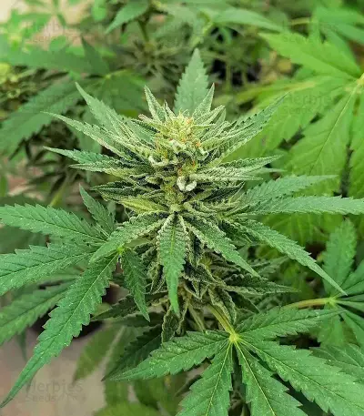 Gorilla Cookies Fast Flowering Seeds(Fast Buds)