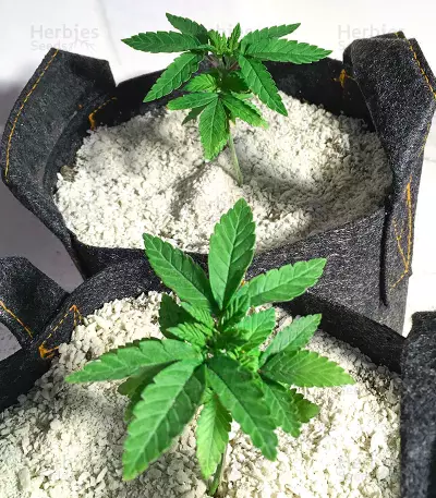 Ice Bomb (Bomb Seeds)