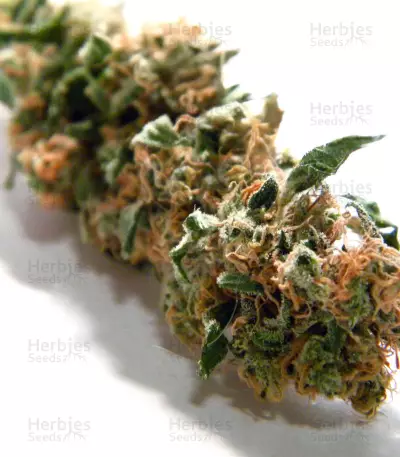 Semillas Feminizadas Jack Herer (Seedkeepers)