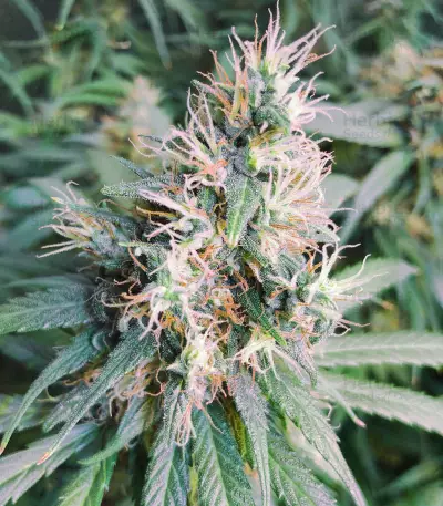 Kiwiskunk Seeds