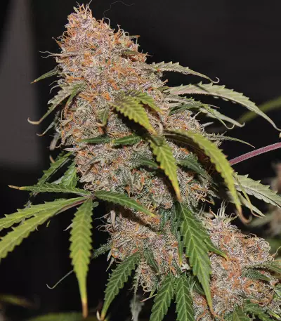 Original Auto Northern Lights (Fast Buds)