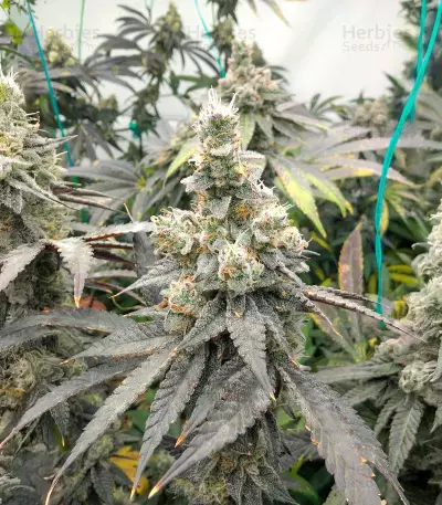 Graines féminisées de Purple Punch F1 (Seedkeepers)