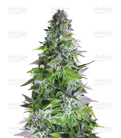 Romulan (Pyramid Seeds)