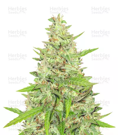 Sementes Feminizadas de Rucu Cucu OG (Seedstockers)