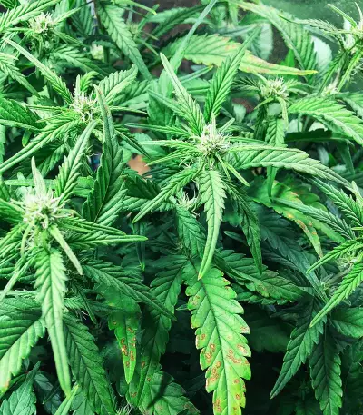 Runtz XL Auto Feminized Seeds (Sweet Seeds)