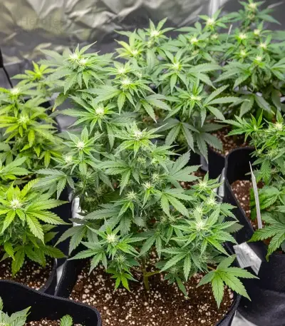 Acapulco Gold Seeds