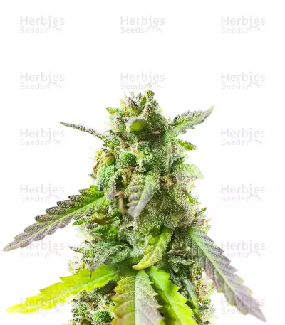 Bahia Black Head (K.C. Brains Seeds)