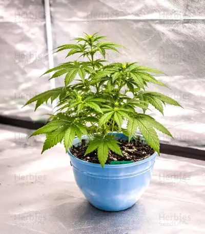 Blue Haze x Gelato 41 Auto Seeds