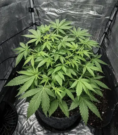 Bubble Gum Fast (00 Seeds)