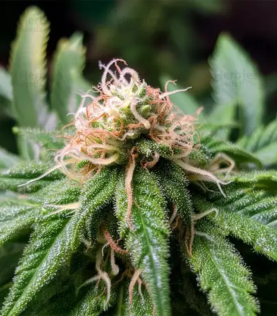 CBD Hammer Shark feminized seeds