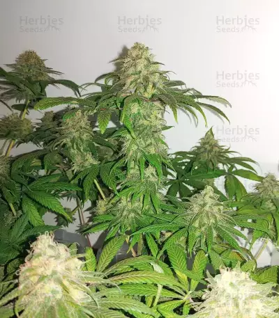 Cherry Poppers (Barney's Farm)