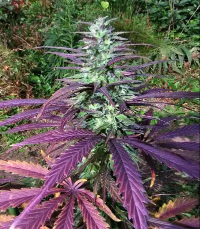 China Yunnan (Ace Seeds)