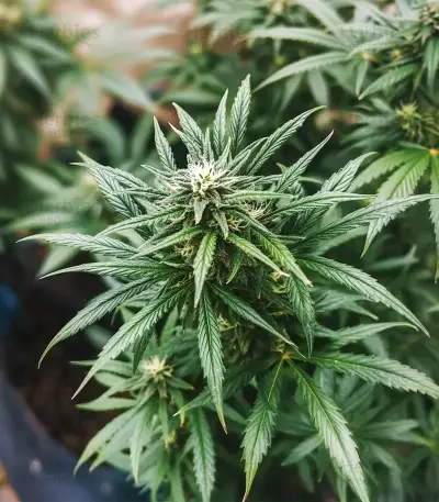 Cookies Kush Auto Seeds